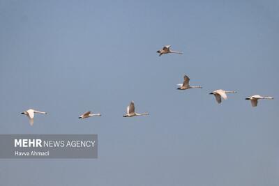  مهمانی پرندگان مهاجر در پناهگاه حیات وحش عباس‌آباد نائین