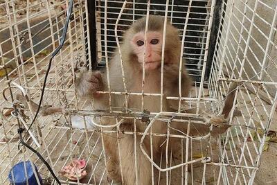  سبحانی: میمون قاچاق از پاتوق مواد مخدر در خمینی‌شهر کشف شد