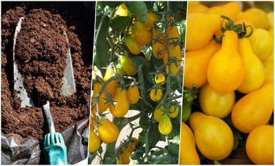  راهنمای کاشت گوجه گلابی زرد (گوجه لامپی) در گلدان + نگهداری