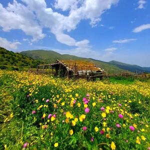  طبیعت آغوشی از آرامش و نسیمی از زندگی