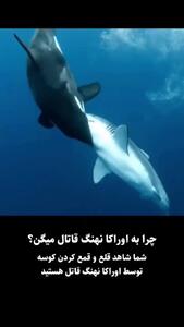  فیلم شکار شدن کوسه توسط نهنگ قاتل