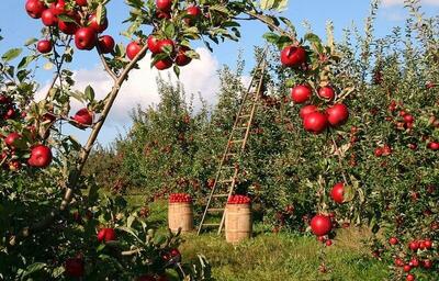  صادرات ۳۰۰ میلیون دلار سیب| افزایش رقابت با سرمایه گذاری در صنایع تبدیلی