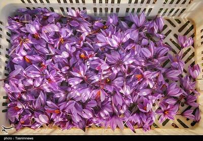  هوش مصنوعی در خدمت طلای سرخ/ رکورد 9 کیلو زعفران در هر هکتار خراسان شمالی - تسنیم
