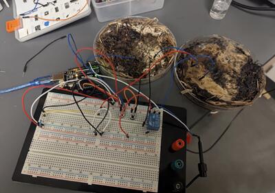  ساخت میکروچیپ‌های زیستی با یک نوع خاص قارچ‌