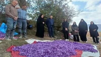  توسعه کشت طلای سرخ در بهشهر