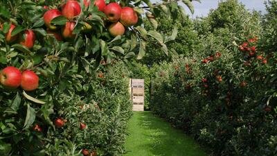  بروجرد پیشتاز تولید سیب و محصولات کشاورزی در لرستان