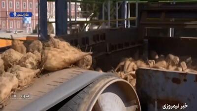  شیرینی کام کشاورزان با برداشت چغندر قند + فیلم