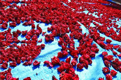  برداشت چای ترش‌