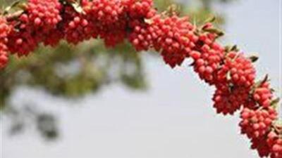  از دانه‌های سرخ تا درمان دیابت؛ روایت علمی زرشک خراسان جنوبی