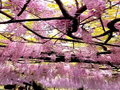  کاواچی فوجی، باغ پر از شکوفه ژاپنی