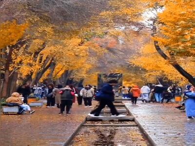  زیباترین خیابان پاییزی اصفهان، چهارباغ زیبا