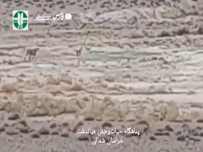  مشاهده ۵ قلاده یوزپلنگ آسیایی در میاندشت خراسان‌شمالی