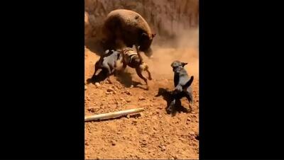 ویدئوی هیجان‌انگیز از شکار گراز توسط سگ‌ها