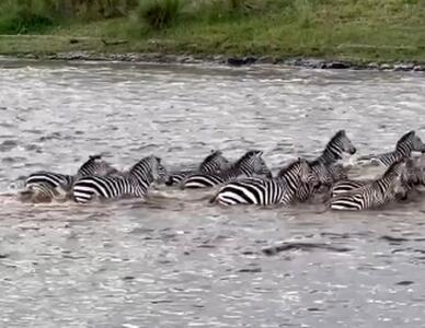  فرار گورخر از چنگال تمساح به بهای از دست دادن یک پا