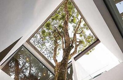  معمارانی که به درخت «نه» نگفتند!