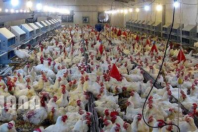  مجازات یک واحد مرغداری در بوئین زهرا 