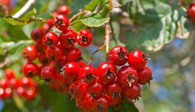  ۹ خواص شگفت‌انگیز زالزالک (خواص زالزالک وحشی قرمز و زالزالک قرمز و زرد)