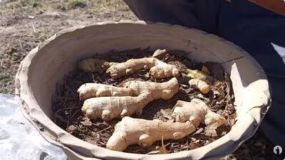  آموزش قدم به قدم کاشت زنجبیل در گلدان / ۱ بار زنجبیل بکار همیشه برداشت کن