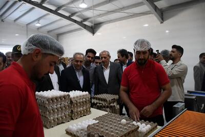  آذربایجان شرقی، قطب تولید تخم‌مرغ کشور با سهم ۱۰ درصدی از تولید ملی