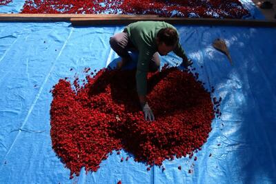  تصاویر؛ برداشت چای ترش‌