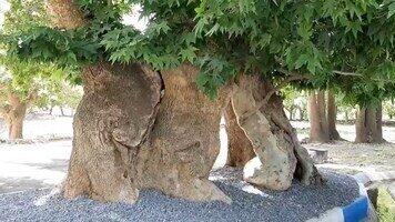 افسانه سه خواهری که سرو شدند