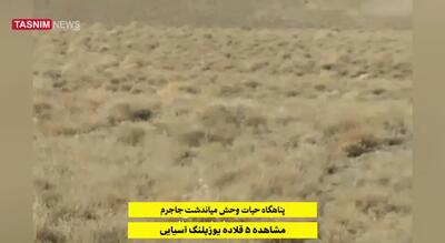  ثبت تصویر ۵ قلاده یوزپلنگ آسیایی در میاندشت خراسان شمالی + فیلم