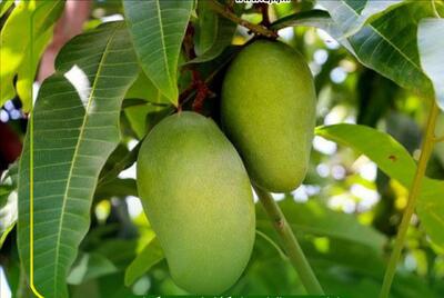  شرایط واردات انبه از کشور کنیا اعلام شد