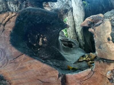  سایه‌ای که کوتاه شد؛ واکاوی یک شکاف حفاظتی در سرنوشت درخت کهنسال اقلید