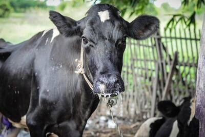 خطر احتمالی کمبود لبنیات و گوشت با شیوع جدی تب برفکی