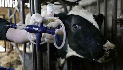  مدیرکل دامپزشکی استان: سویه جدید بیماری تب برفکی در کرمانشاه تحت کنترل است