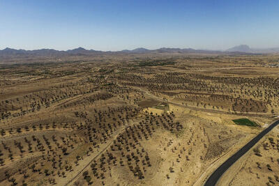  ضرورت اتخاذ رویکرد علمی برای بهبود وضعیت بزرگ‌ترین بادامستان دیم شرق کشور