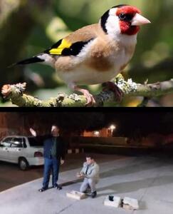  کشف ۱۴۶ قطعه سهره طلایی از شکارچی متخلف در بیله‌سوار