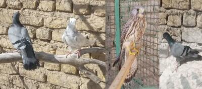  کشف ۴ بهله پرنده شکاری و وحشی از صیادان غیربومی در دامغان