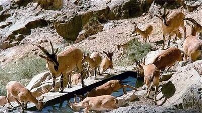  تخریب زیستگاهی مهمترین چالش حیات وحش در مناطق آزاد خراسان شمالی/ تلفات جاده‌ای مهمترین تهدید یوزپلنگ آسیایی