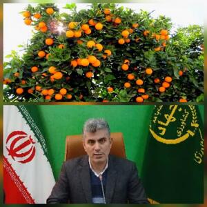  رتبه پنجم استان گیلان در تولید مرکبات کشور