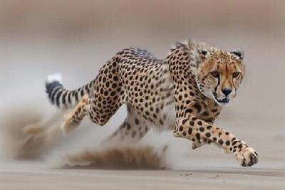  ثبت تصویر ۵ قلاده یوزپلنگ آسیایی در حیات‌وحش میاندشت خراسان شمالی