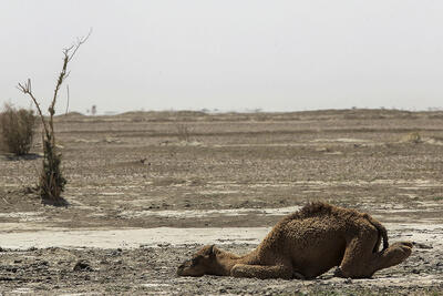  لطفاً گواهی فوتش را امضا کنید  .!