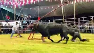  فیلم / گاوبازی با الاکلنگ در میدان گاوبازای