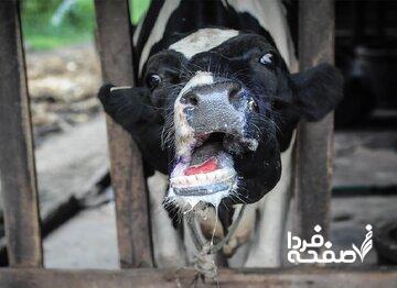  شیوع جدی تب‌برفکی در برخی دامداری‌ها/ زنگ خطر کمبود لبنیات و گوشت به صدا در آمد؟
