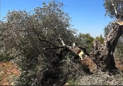  ویرانی زیتون‌های غزه: ۷۵ درصد درختان زیر چکمه صهیونیستی نابود شدند