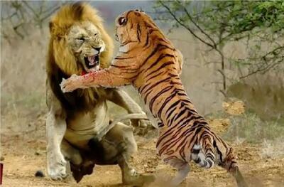  مستند حیات وحش؛ جدال ببر و شیر برای اثبات پادشاهی