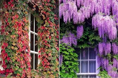  گیاهان چسبنده برای ساخت دیوار سبز؛ اینا تو سرما هم نمیمیرن و مختص آب و هوای ایرانن