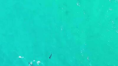  تصاویر هوایی بازدیدکنندگان دریایی را در حال بازدید از ساحل گراند در آرایال دو کابو، ریودوژانیرو نشان می‌دهد