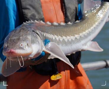  تغییر جنسیت ماهی خاویاری در ژاپن