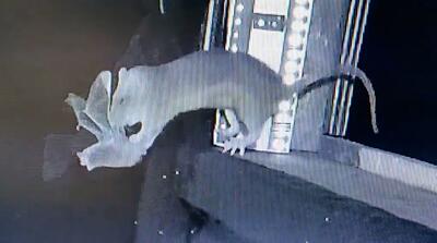  لحظه شکار خفاش توسط خرموش؛ بیماری جدید در راه است؟!