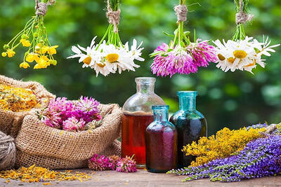  سطح زیرکشت گیاهان دارویی در زنجان به ۵۵۰۰ هکتار افزایش می‌یابد