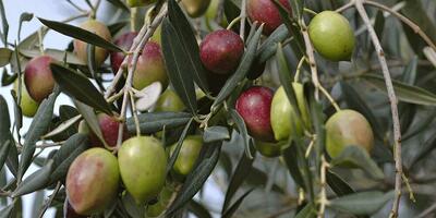  ۷۵ درصد درختان زیتون غزه در حملات رژیم صهیونیستی از بین رفتند