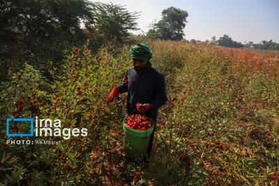  برداشت چای ترش‌