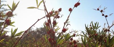  تصاویر/ برداشت چای ترش‌