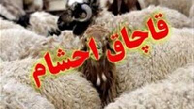  کشف احشام فاقد مجوز در میامی